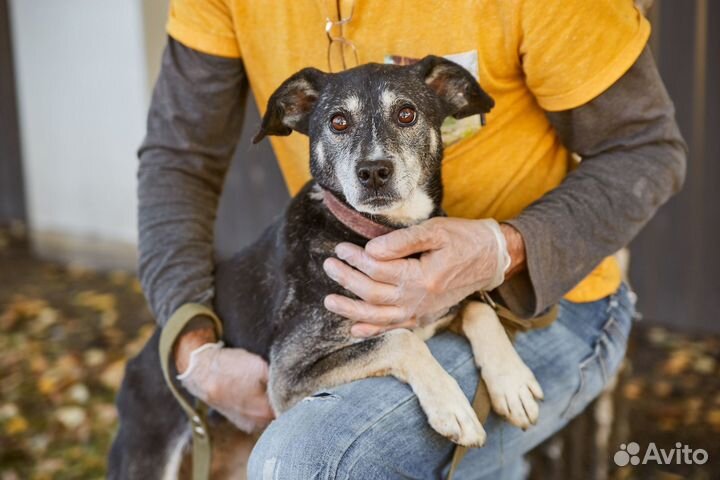 В добрые руки хорошая собака Грейс