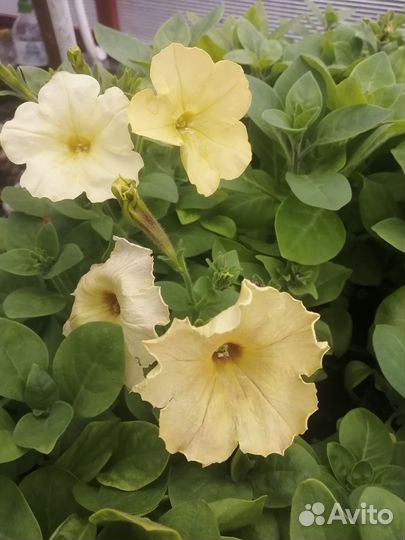 Петуния