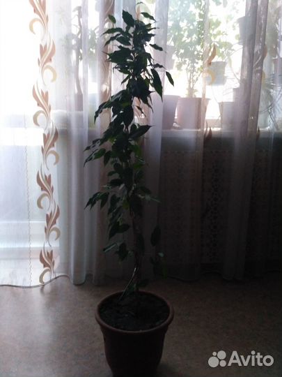Фикус бенджамина 1.3 м