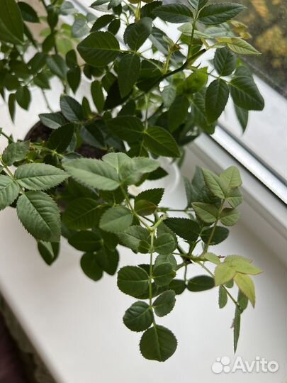 Роза кордана + горшок для пересадки