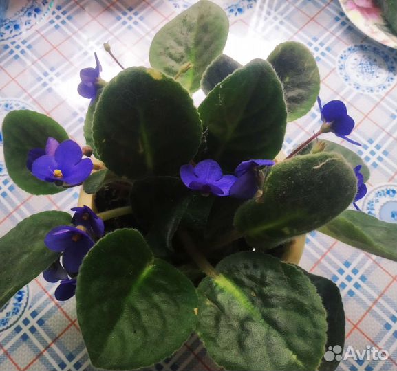 Комнатные цветы фиалки