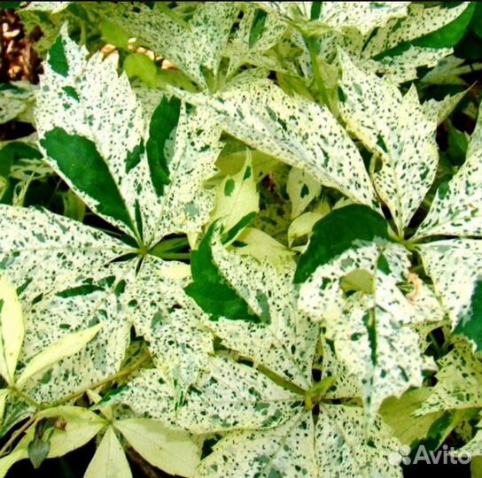 Садовые многолетники