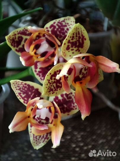 Фаленопсис Lucky Leopard