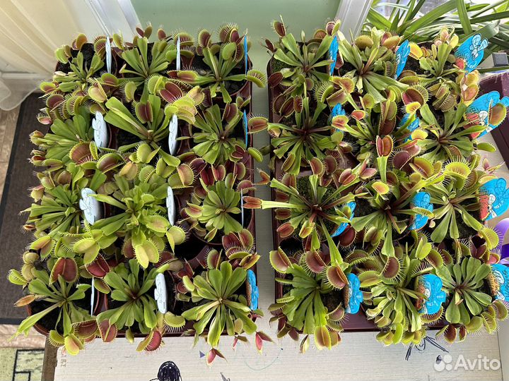 Венерина мухоловка дионея