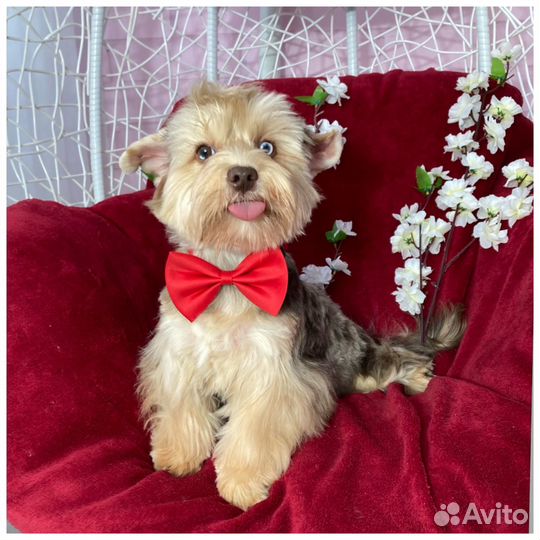 Крупный йорк девочка мраморная