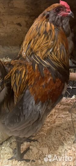 Амераукана Инкубационное яйцо