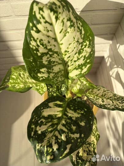 Аглаонема Айвори Джейд в керамическом горшке