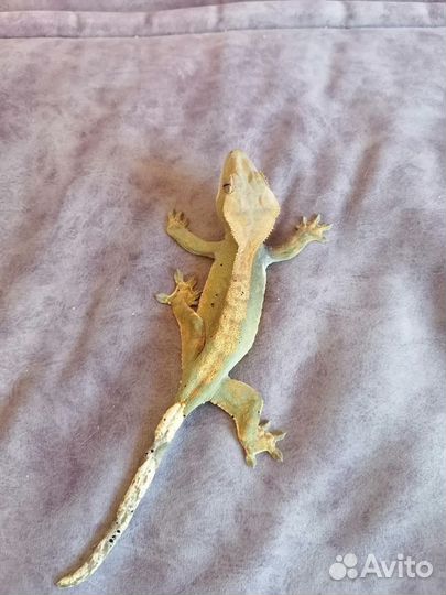 Реснитчатый бананоед