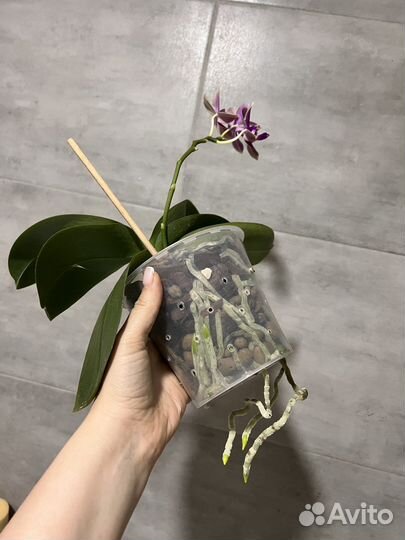 Орхидея фаленопсис Love potion