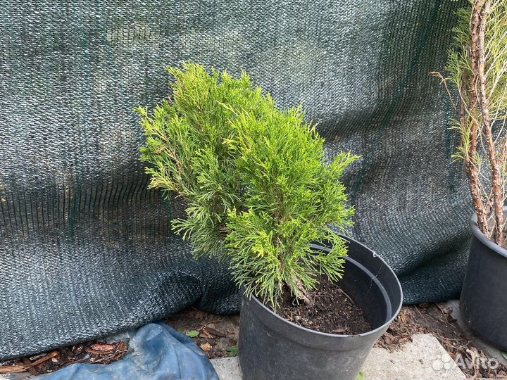 Можжевельник