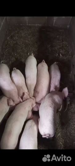 Поросята ландрас