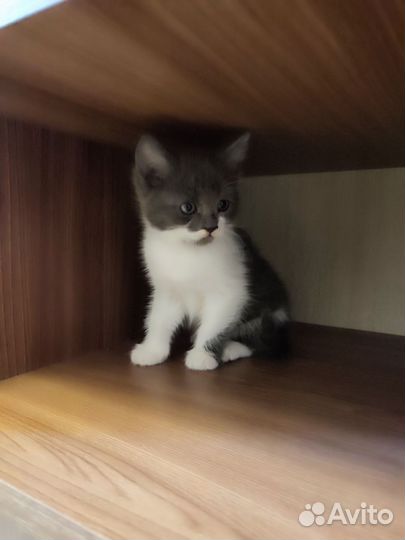 Отдам котяток