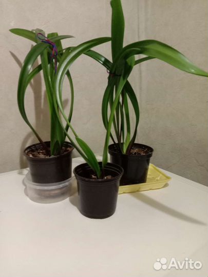 Рэо, гиппиаструм