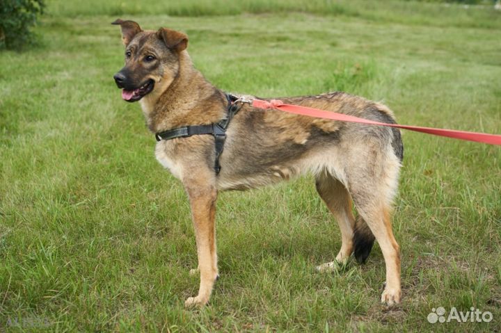 Собаки бесплатно. Лили