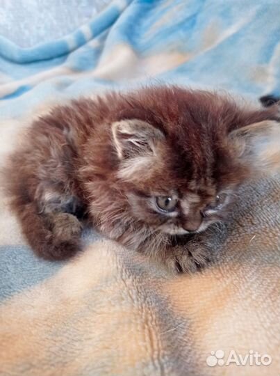 Отдам котенка