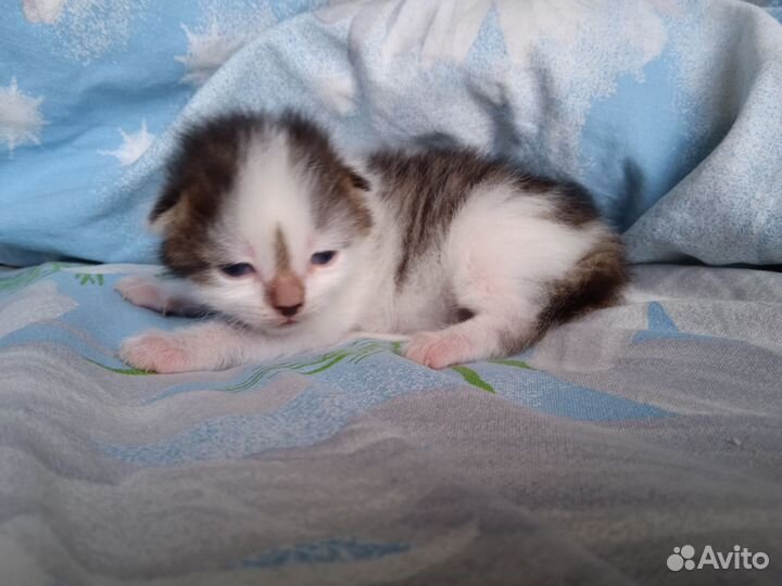 Котёнок в дар бесплатно