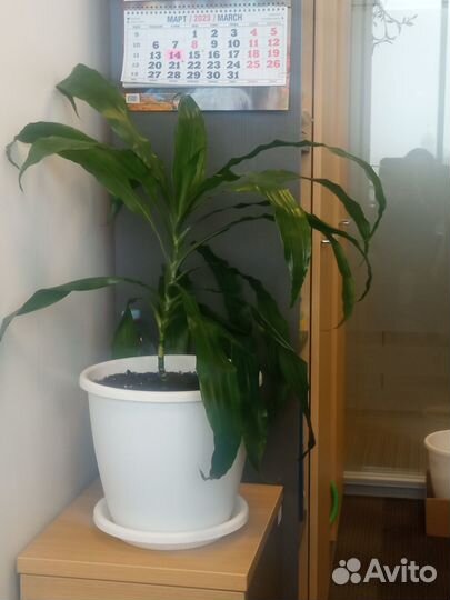 Комнатные цветы драцена душистая