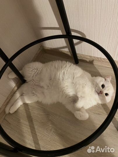 Британец в добрые руки