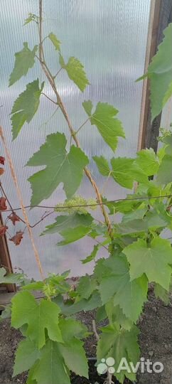 Виноград Алешинкин, Ласточка