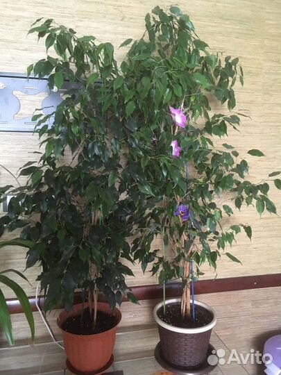 Фикус бенджамина