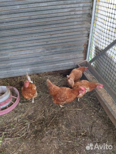 Куры несушки ломан браун