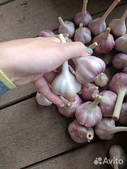 Чеснок