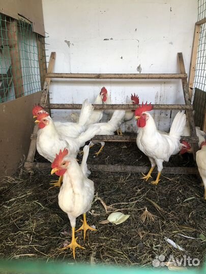 Петухи леггорн 4 месяца