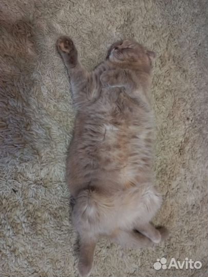 Отдам кошку