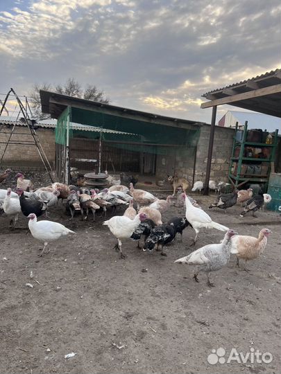 Индюки домашние