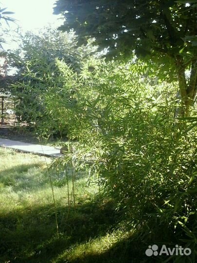 Бамбук для ландшафтных насаждений