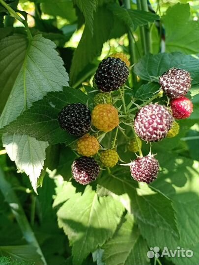 Ежемалина кумберленд