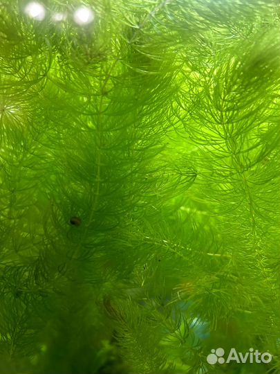 Водоросли для аквариума