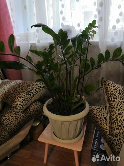 Замиокулькас