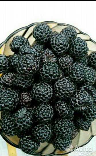 Саженцы черной малины