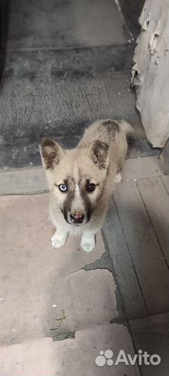 Метис хаски