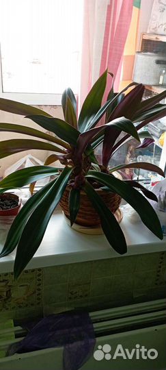 Традесканция рео