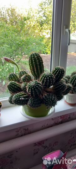 Кактус цветущий