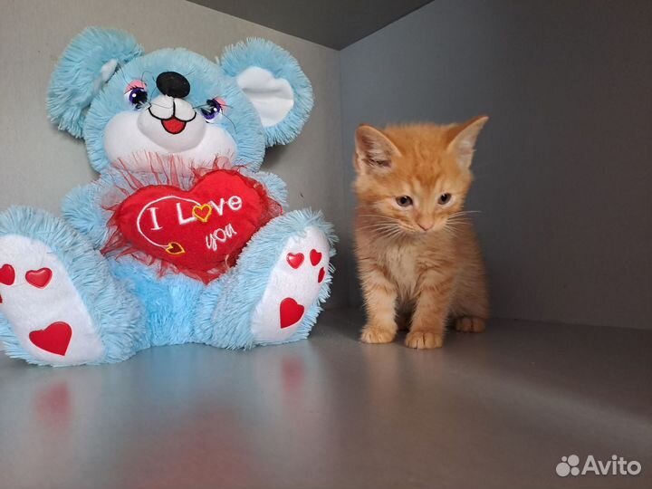 Котики ищут дом