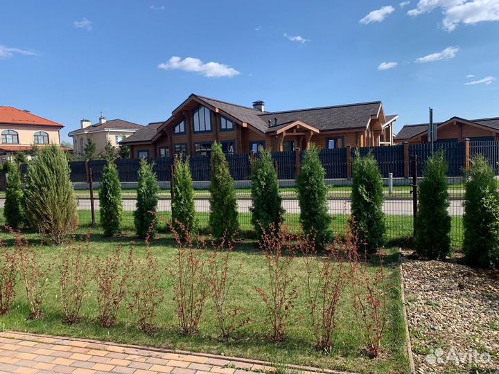 Туи смарагд,брабант