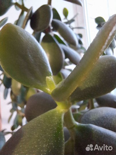 Крассула толстянка (денежное дерево)