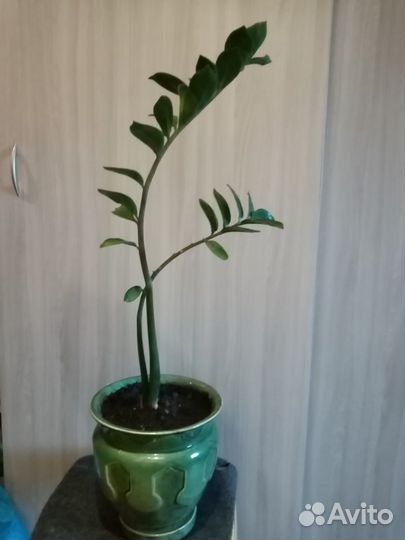 Комнатные цветы. Драцена. Долларовое дерево