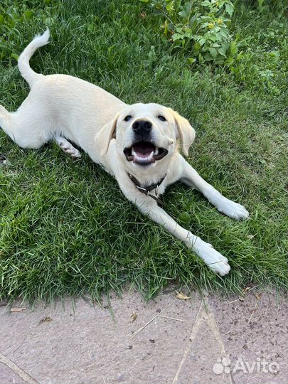 Щенок улыбашка самому доброму человеку