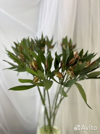 Букет альстромерия