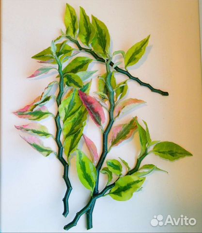 Черенки педилантуса с корешками