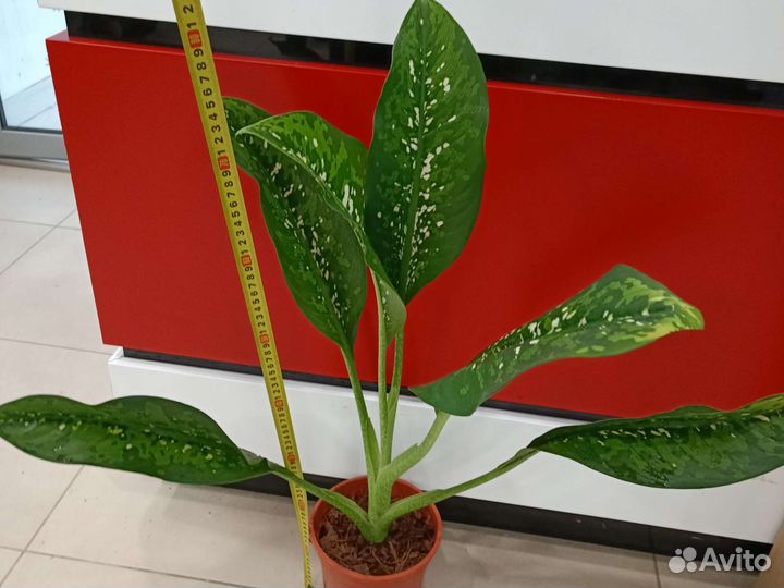 Диффенбахия, Шкура дракона