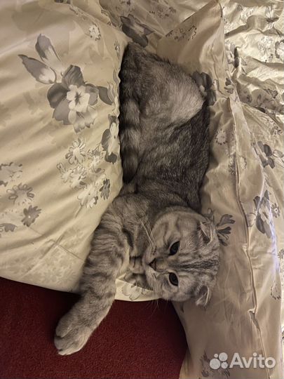 Шотландский вислоухий кот на вязку