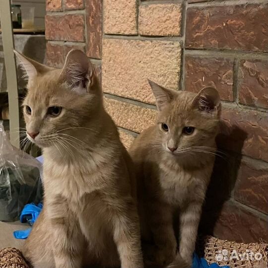 Кошка в добрые руки