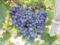 Виноград на вино