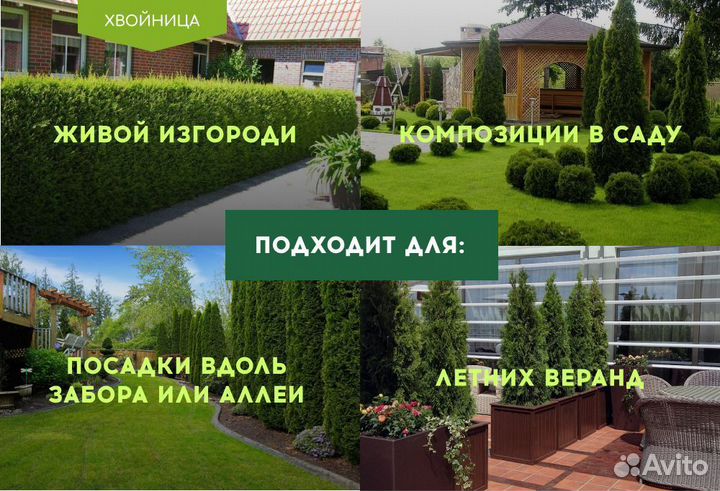 Туи высокие Смарагд