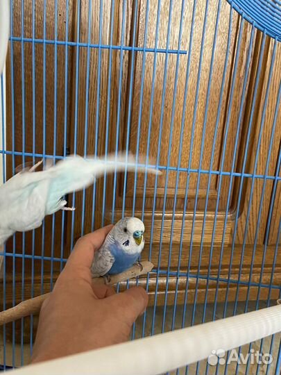 Волнистые попугаи с клеткой